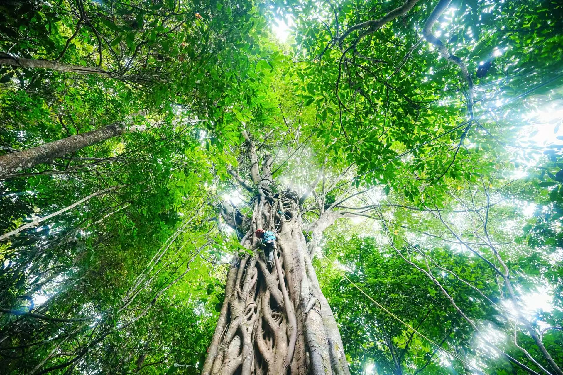 Tree climbing and zip-lining into the canopy