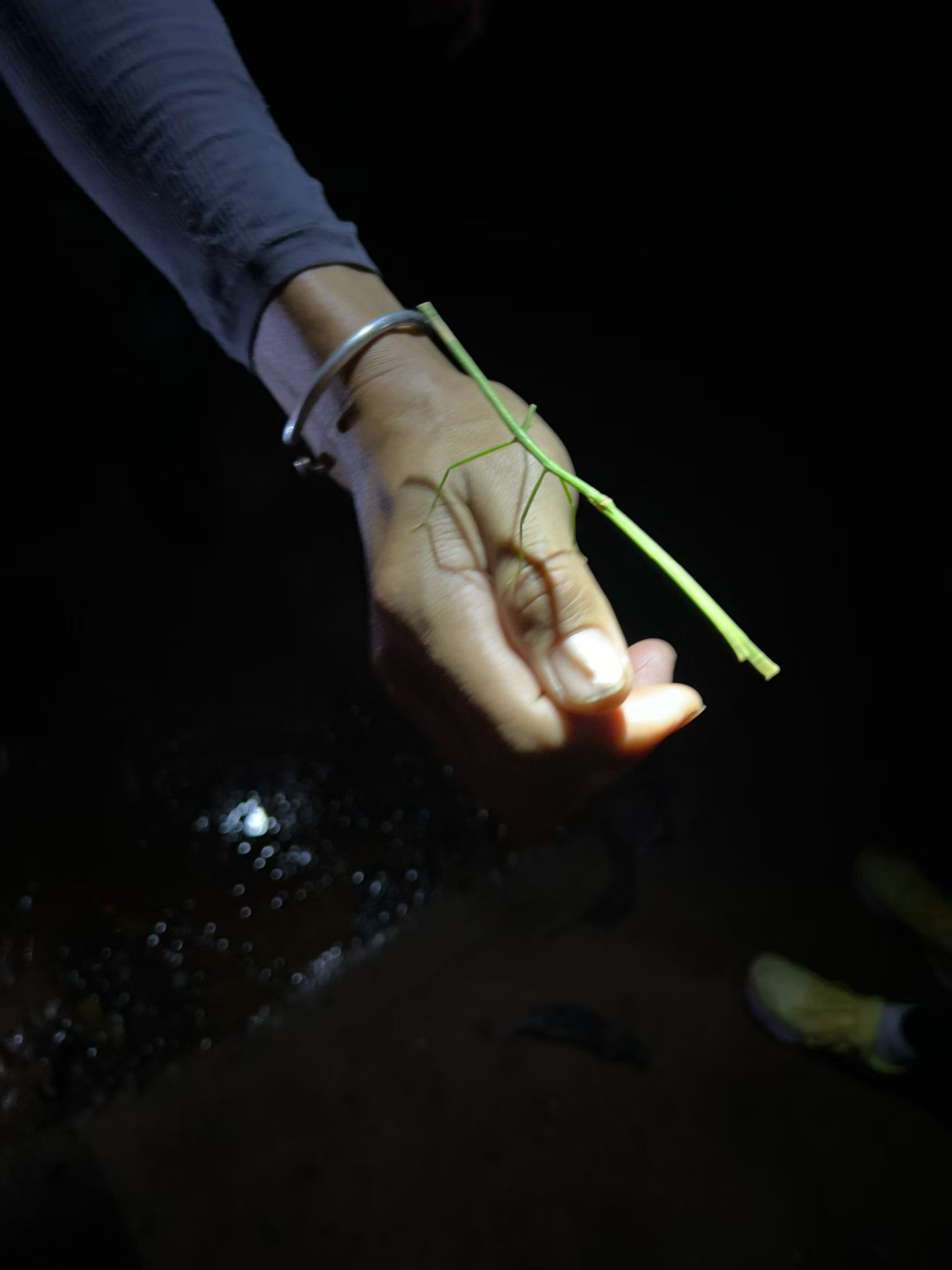 Night walks in the rainforest