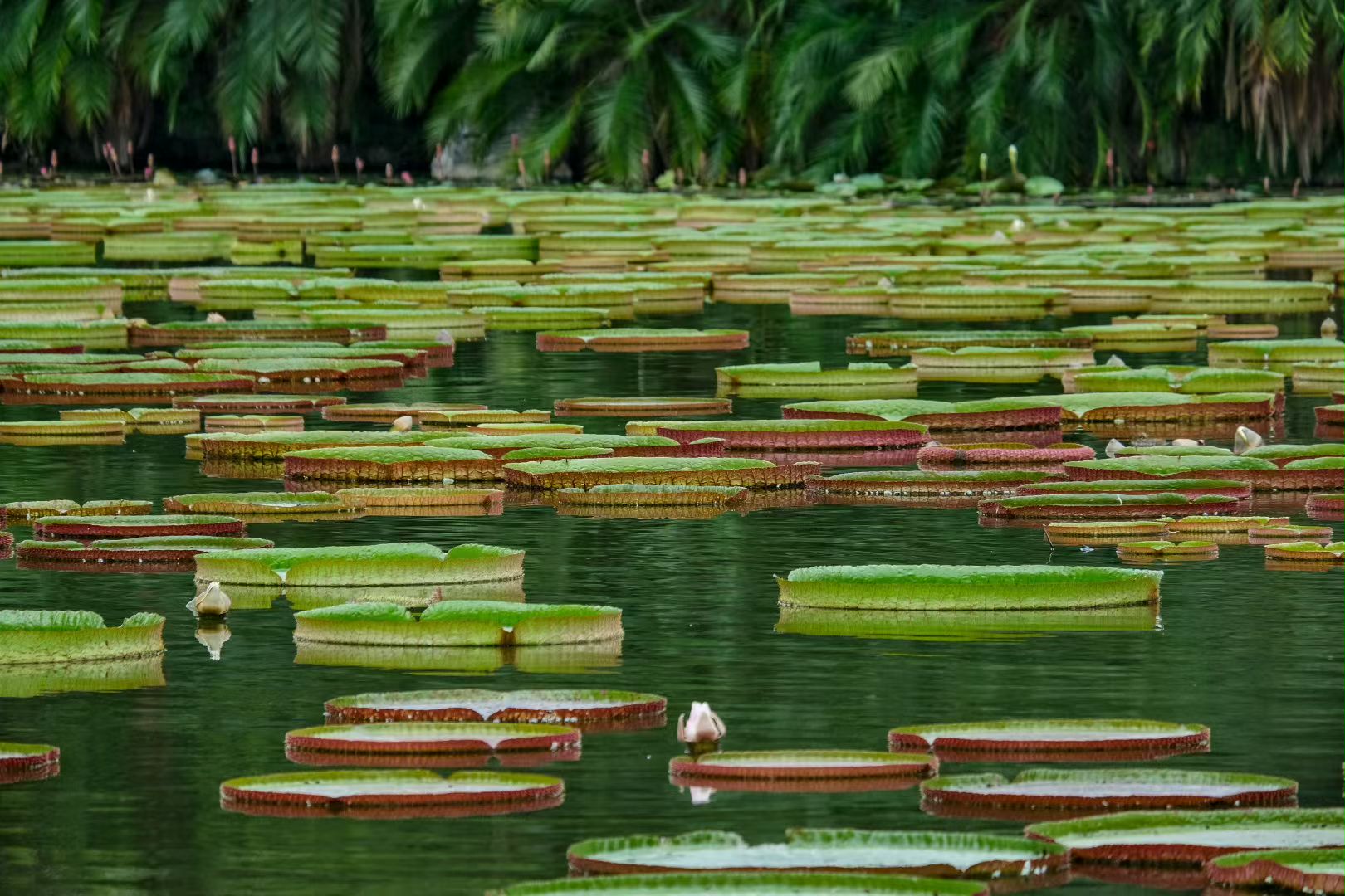 Xishuangbanna trek photo 3