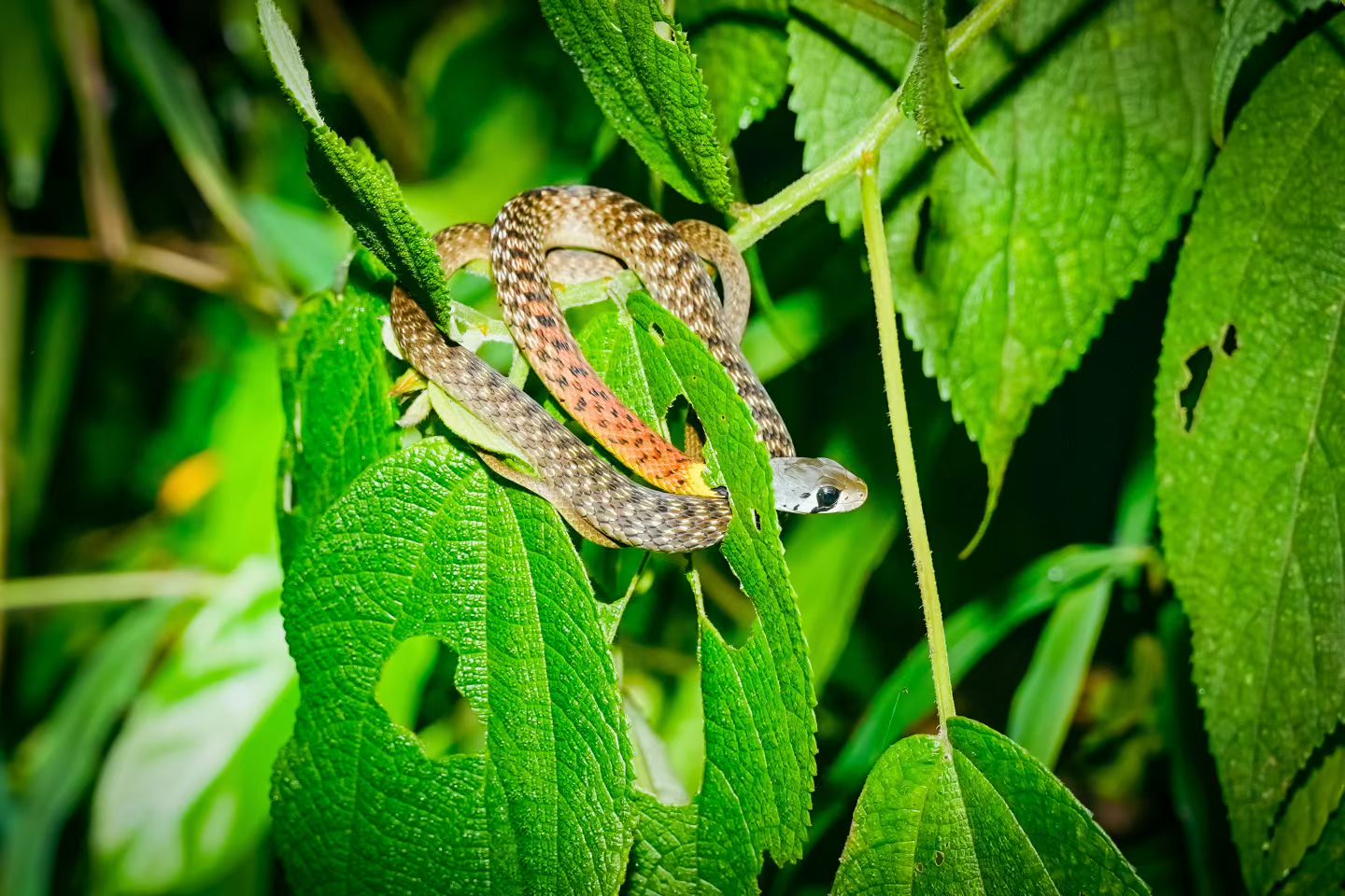 Xishuangbanna trek photo 6